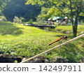 A red dragonfly perched on a rope amidst a landscape of fresh greenery (Nature from early summer to autumn) 142497911
