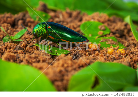jewel beetle with egg on soil among green leaves jewel beetle with egg on soil among green leaves 142498035
