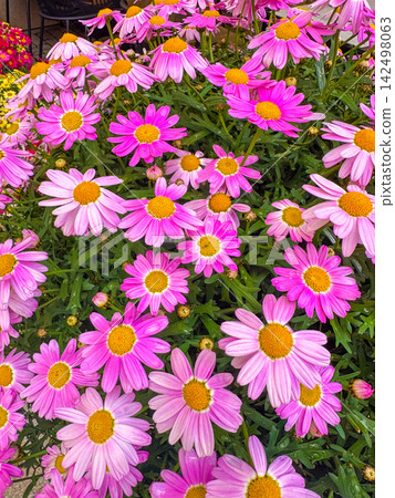 Flowers in bloom in Karlovy Vary, Czechia during spring season Flowers in bloom in Karlovy Vary, Czechia during spring season 142498063