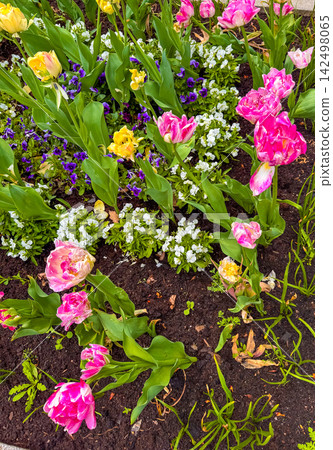Flowers bloom in Karlovy Vary, Czechia during the spring season Flowers bloom in Karlovy Vary, Czechia during the spring season 142498065