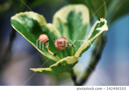 Variegated Euonymus fruit Variegated Euonymus fruit 142498103