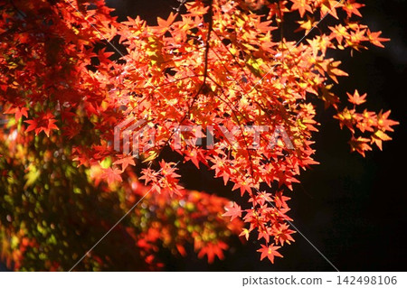 Autumn leaves of maple Autumn leaves of maple 142498106