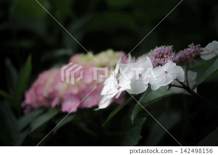 繡球花繡球花 繡球花繡球花 142498156