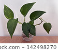 小葉子植物 142498270