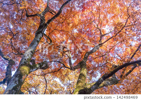 楓葉離開了紅葉 楓葉離開了紅葉 142498469