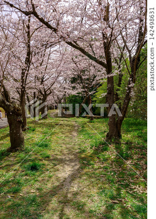 Cherry Blossoms Cherry Blossoms 142498631