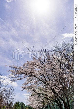 Sakura and spring sky Sakura and spring sky 142498635