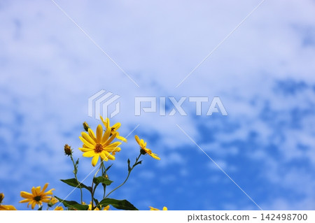 秋日的天空與花朵 6 秋日的天空與花朵 6 142498700