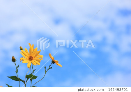 秋日的天空與花 5 秋日的天空與花 5 142498701