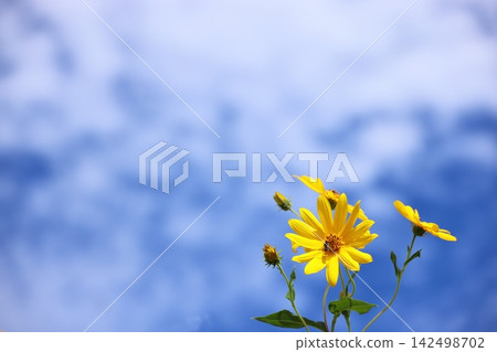 秋日的天空與花朵 4 秋日的天空與花朵 4 142498702