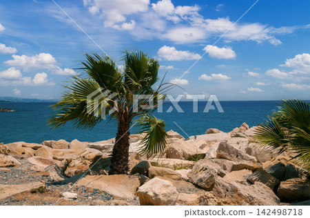 Rocky beach with palm tree. Nature Cyprus Rocky beach with palm tree. Nature Cyprus 142498718