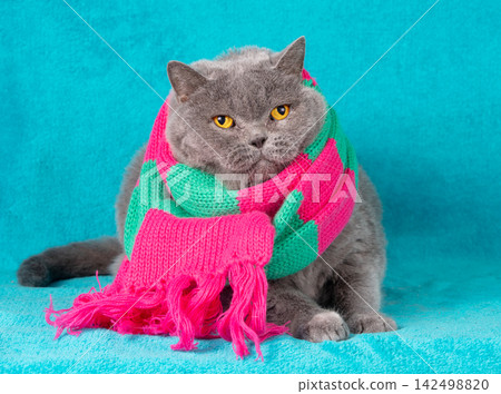 Portrait of a blue British shorthair cat, wearing knitted scarf. Portrait of a blue British shorthair cat, wearing knitted scarf. 142498820