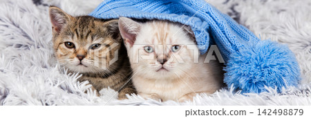 Two little kittens wearing big cap lying on fluffy blanket Two little kittens wearing big cap lying on fluffy blanket 142498879