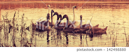 family of swans swimming on the lake 142498880