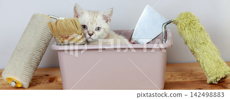Cute little kitten sitting in washbowl with tools for renovation 142498883