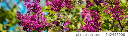 lilac bush against sky in the garden lilac bush against sky in the garden 142498908