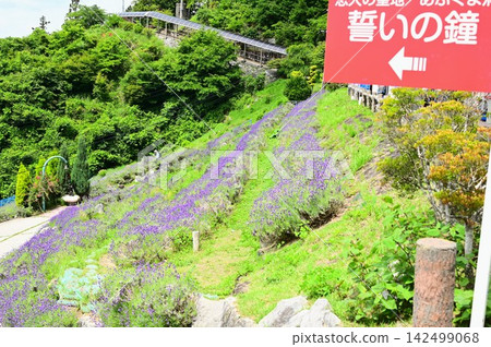 Abukuma Cave Lavender Garden Abukuma Cave Lavender Garden 142499068