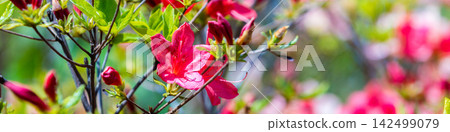 Azalea flowers in the garden in sunny day, natural spring floral background Azalea flowers in the garden in sunny day, natural spring floral background 142499079