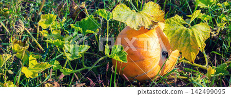 Pumpkin growing in the vegetable garden Pumpkin growing in the vegetable garden 142499095