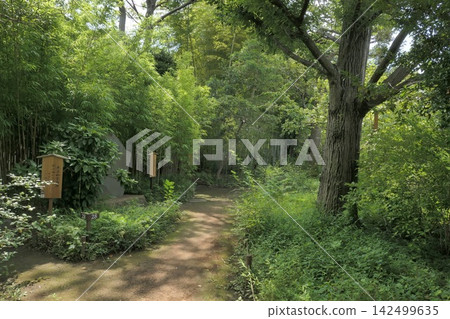 夏天的向島百花園 夏天的向島百花園 142499635
