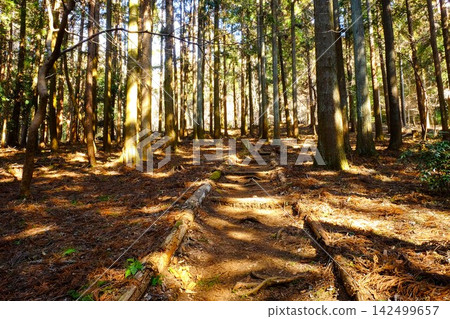 [Kanagawa Prefecture] Trees bathed in winter sunlight 142499657