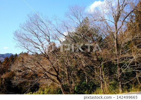 【神奈川縣】一片等待春天的樹林 【神奈川縣】一片等待春天的樹林 142499665