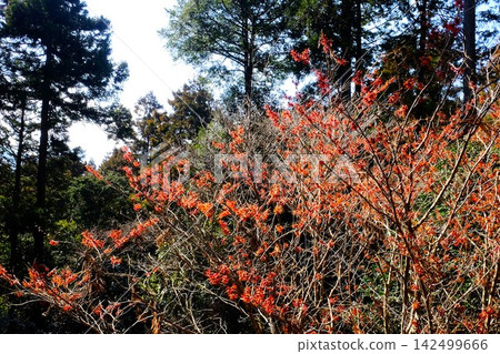 [Kanagawa Prefecture] Red witch hazel flowers blooming in a cedar forest 142499666