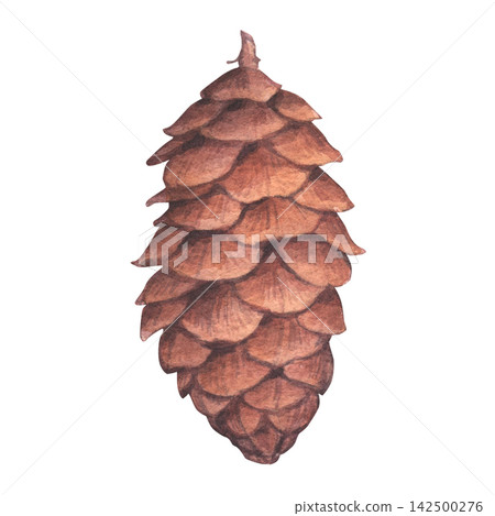 A brown cone of spruce . Conifer cone have a layered texture of scales. Hand-drawn watercolor illustration, isolated on a white background. Perfect for Christmas, botanical, autumn and winter decor A brown cone of spruce . Conifer cone have a layered texture of scales. Hand-drawn watercolor illustration, isolated on a white background. Perfect for Christmas, botanical, autumn and winter decor 142500276