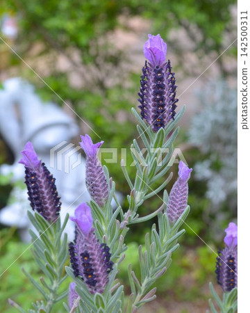 紫色薰衣草花 - 3 142500311