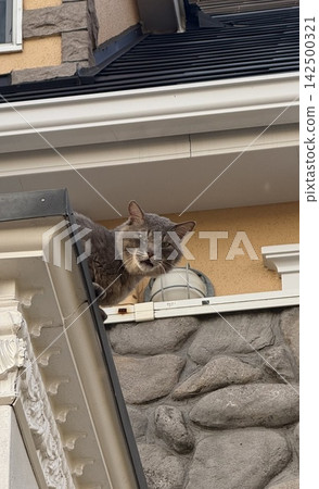 A gray cat pokes its head out from the roof and looks down. A gray cat pokes its head out from the roof and looks down. 142500321