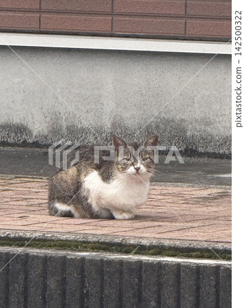 A tabby and white cat sitting in a loaf position in front of the stairs of a house. A tabby and white cat sitting in a loaf position in front of the stairs of a house. 142500322