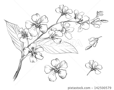 Set of a bird cherry branches and parts of it. Handmade farm pencil illustrations. For design of cards, cover, prints, product labels and fabric. Set of a bird cherry branches and parts of it. Handmade farm pencil illustrations. For design of cards, cover, prints, product labels and fabric. 142500579