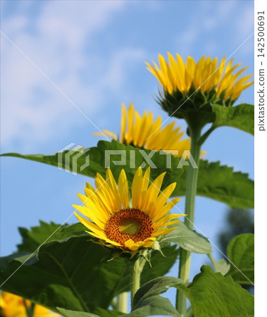 Sunflowers stretching straight towards the blue sky at Akebonoyama Agricultural Park Sunflowers stretching straight towards the blue sky at Akebonoyama Agricultural Park 142500691