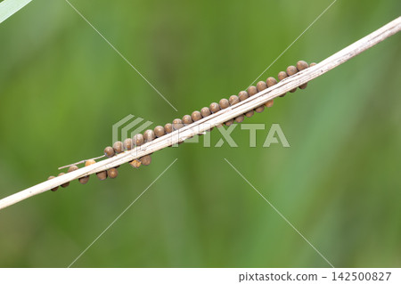 蜻蜓卵 蜻蜓卵 142500827