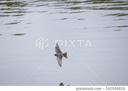 Swallow Swallow 142500828