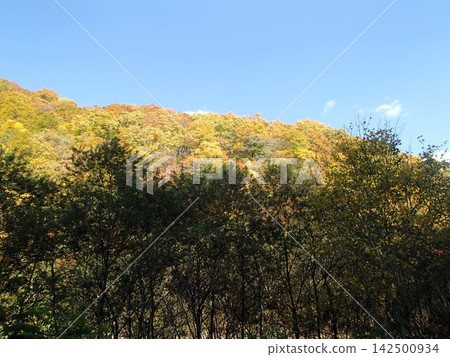 變成黃色的山巒 變成黃色的山巒 142500934