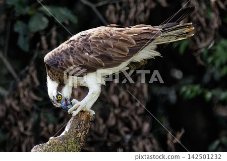 Osprey eating fish on a tree Osprey eating fish on a tree 142501232