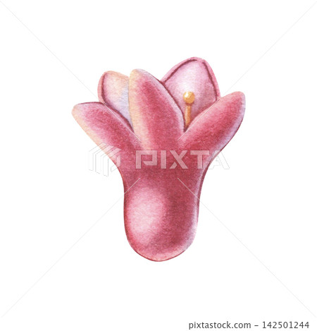 Black currant flower. Hand-painted watercolor illustration isolated on white for packaging, branding, label, logo, gardening, cosmetic, cards, books, stickers, stationery, textile, print design 142501244