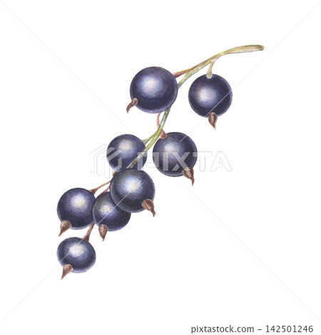 Black currant cluster. Hand-painted watercolor illustration isolated on white for packaging, branding, food, beverage labels, logo, recipes, menu, jam, stationery, textile, cosmetics, print design Black currant cluster. Hand-painted watercolor illustration isolated on white for packaging, branding, food, beverage labels, logo, recipes, menu, jam, stationery, textile, cosmetics, print design 142501246