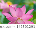 風景與蓮花 142501291