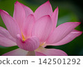 風景與蓮花 142501292