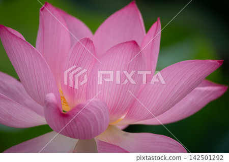 Landscape with lotus flowers Landscape with lotus flowers 142501292