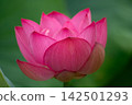 風景與蓮花 142501293