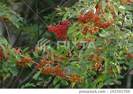 岩手縣阿彌張溫泉附近的紅花楸漿果 岩手縣阿彌張溫泉附近的紅花楸漿果 142501709