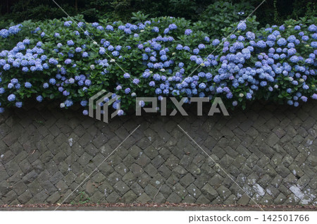 Blue hydrangea Blue hydrangea 142501766