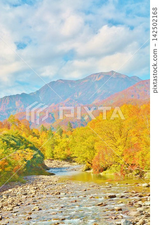 從銀山平石橋眺望北野俁川和越後駒岳的秋葉美景 142502168