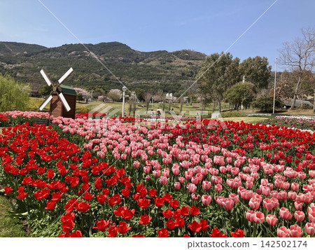 與鬱金香的風景 與鬱金香的風景 142502174