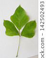 Leaves of gooey azalea 142502493