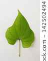 Japanese yam (Chinese yam) leaves 142502494