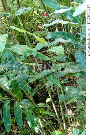 Green leaves and red fruits Green leaves and red fruits 142503114